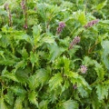 Bazylia Mrihani odmiana o świeżym cytrusowo-anyżowym aromacie nasiona 0,8g - ReinSaat