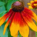 Rudbeckia hirta Sonnenhut Herbstwald o pięknych kwiatach nasiona 0,1g - ReinSaat
