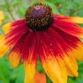 Rudbeckia hirta Sonnenhut Herbstwald o pięknych kwiatach nasiona 0,1g - ReinSaat