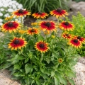 Rudbeckia hirta Sonnenhut Herbstwald o pięknych kwiatach nasiona 0,1g - ReinSaat
