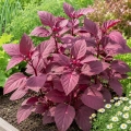 Łoboda Ogrodowa Ruby Red Garden Orache Ruby Red zwana szpinakiem ogrodowym czerwonym nasiona 1g - ReinSaat