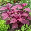 Łoboda Ogrodowa Ruby Red Garden Orache Ruby Red zwana szpinakiem ogrodowym czerwonym nasiona 1g - ReinSaat