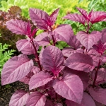 Łoboda Ogrodowa Ruby Red Garden Orache Ruby Red zwana szpinakiem ogrodowym czerwonym nasiona 1g - ReinSaat