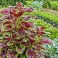 Blattamaranth Chinese multicolor Spinach Chiński Wielobarwny Szpinak Amaranthus Tricolor smaczne warzywo o kolorowych liściach nasiona 0,2g - ReinSaat
