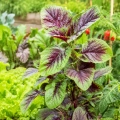 Blattamaranth Chinese multicolor Spinach Chiński Wielobarwny Szpinak Amaranthus Tricolor smaczne warzywo o kolorowych liściach nasiona 0,2g - ReinSaat