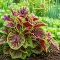 Blattamaranth Chinese multicolor Spinach Chiński Wielobarwny Szpinak Amaranthus Tricolor smaczne warzywo o kolorowych liściach nasiona 0,2g - ReinSaat