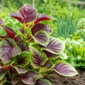 Blattamaranth Chinese multicolor Spinach Chiński Wielobarwny Szpinak Amaranthus Tricolor smaczne warzywo o kolorowych liściach nasiona 0,2g - ReinSaat