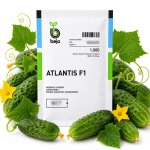 Ogórek gruntowy Atlantis F1 nasiona 1000 szt. - BEJO