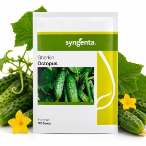 Ogórek Octopus F1 gruntowy nasiona 500 szt. - Syngenta