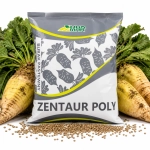 Burak Pastewny Zentaur Poly Cyklop C/1 nasiona 500g 