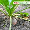 Burak Pastewny Rekord Poly C/1 nasiona 500g 