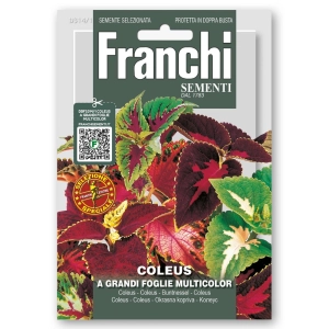 Coleus A Grandi Foglie Multicolor nasiona 0,8g - FRANCHI