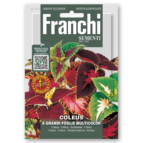 Coleus A Grandi Foglie Multicolor nasiona 0,8g - FRANCHI