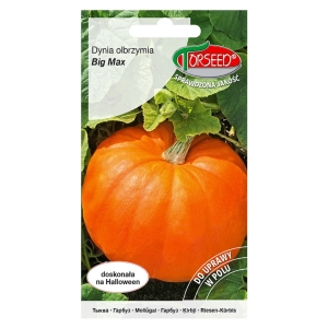 Dynia olbrzymia Big Max nasiona 3g - TORSEED
