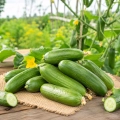 Ogórek sałatkowy ogórek Kaikura H Urban Garden bardzo smaczna odmiana nasiona ekologiczne 5 szt. - Organic Way