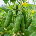 Ogórek sałatkowy ogórek Kaikura H Urban Garden bardzo smaczna odmiana nasiona ekologiczne 5 szt. - Organic Way