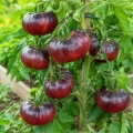 Pomidor Black Beauty odmiana o ciemnych owocach nasiona 0,1g - Lucia Elite