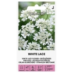 Orlaya wielkokwiatowa White Lace Flower roślina o ozdobnych białych kwiatach nasiona 0,4g - Žalia stotelė