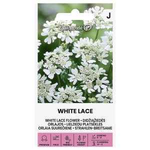 Orlaya wielkokwiatowa White Lace Flower roślina o ozdobnych białych kwiatach nasiona 0,4g - Žalia stotelė
