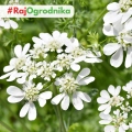 Orlaya wielkokwiatowa White Lace Flower roślina o ozdobnych białych kwiatach nasiona 0,4g - Žalia stotelė