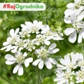 Orlaya wielkokwiatowa White Lace Flower roślina o ozdobnych białych kwiatach nasiona 0,4g - Žalia stotelė
