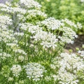 Orlaya wielkokwiatowa White Lace Flower roślina o ozdobnych białych kwiatach nasiona 0,4g - Žalia stotelė