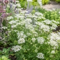 Orlaya wielkokwiatowa White Lace Flower roślina o ozdobnych białych kwiatach nasiona 0,4g - Žalia stotelė