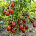 Pomidor Black Plum o smacznych licznych owocach nasiona 0,1 g - Žalia stotelė