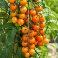Pomidor Honeycombe H o bardzo licznych owocach zebranych w grona nasiona 10 szt. - Žalia stotelė