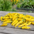 Papryka ostra Hot Lemon o bardzo licznych żółtych owocach nasiona 5 szt. - Žalia stotelė