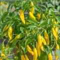 Papryka ostra Hot Lemon o bardzo licznych żółtych owocach nasiona 5 szt. - Žalia stotelė