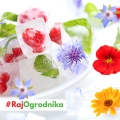 Mieszanka kwiatów jadalnych Eatable Ice Cube nasiona 5g - Lucia Elite