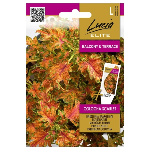 Koleus Blumego Colocha Scarlet piękne kolorowe liście nasiona 25 szt.  - Lucia Elite