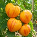 Pomidor Gourmansun H o bardzo licznych owocach nasiona 5 szt. - Žalia stotelė