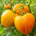Pomidor Gourmansun H o bardzo licznych owocach nasiona 5 szt. - Žalia stotelė