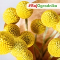 Kraspedia kulista Billy Buttons o kulistych kwiatostanach nasiona 0,1g - Žalia stotelė