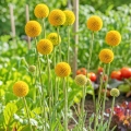 Kraspedia kulista Billy Buttons o kulistych kwiatostanach nasiona 0,1g - Žalia stotelė
