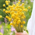 Kraspedia kulista Billy Buttons o kulistych kwiatostanach nasiona 0,1g - Žalia stotelė