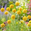 Kraspedia kulista Billy Buttons o kulistych kwiatostanach nasiona 0,1g - Žalia stotelė