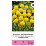 Kraspedia kulista Billy Buttons o kulistych kwiatostanach nasiona 0,1g - Žalia stotelė
