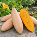 Dynia Pink Banana Jumbo bardzo smaczna odmiana nasiona 2g - Žalia stotelė