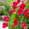 Nasturcja karłowa Cherry Rose odmiana o pięknych różowych kwiatach nasiona 3g - Žalia stotelė