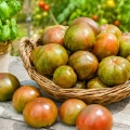 Pomidor Cassio o dużych marmurkowych owocach nasiona 25szt. - ReinSaat