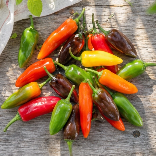 Papryka chili Chili Mix Hot o licznych bardzo dekoracyjnych owocach nasiona 20szt. - ReinSaat