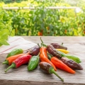 Papryka chili Chili Mix Hot o licznych bardzo dekoracyjnych owocach nasiona 20szt. - ReinSaat