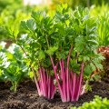 Seler naciowy Chinese Pink Celery (RS-Se-01.22) o smacznych aromatycznych łodygach nasiona 0,1 g - ReinSaat