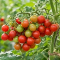 Pomidor koktajlowy Rubelitta odmiana typu Multiflora o licznych owocach nasiona 25szt. - ReinSaat
