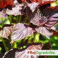 Pachnotka zwyczajna Perilla Red o czerwonych liściach nasiona 0,3 g - ReinSaat