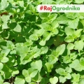 Oregano Pantokrator o łagodnym przyjemnym aromatem i smakiem nasiona 0,05 g - ReinSaat