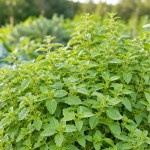 Oregano Pantokrator o łagodnym przyjemnym aromatem i smakiem nasiona 0,05 g - ReinSaat